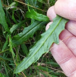 Senecio linearifolius at Molonglo Valley, ACT - 19 Jul 2022