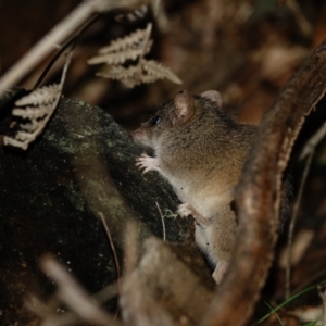 Antechinus agilis at Paddys River, ACT - 20 Jul 2022 02:52 PM