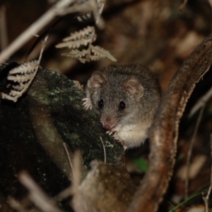 Antechinus agilis at Paddys River, ACT - 20 Jul 2022 02:52 PM