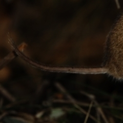 Antechinus agilis at Paddys River, ACT - 20 Jul 2022 02:52 PM