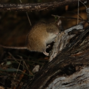 Antechinus agilis at Paddys River, ACT - 20 Jul 2022 02:52 PM