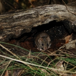 Antechinus agilis at Paddys River, ACT - 20 Jul 2022 02:52 PM