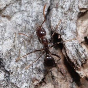 Papyrius sp (undescribed) at Paddys River, ACT - suppressed