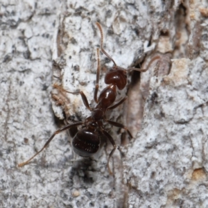 Papyrius sp (undescribed) at Paddys River, ACT - suppressed