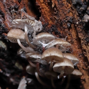 Mycena sp. at Paddys River, ACT - 13 Jul 2022