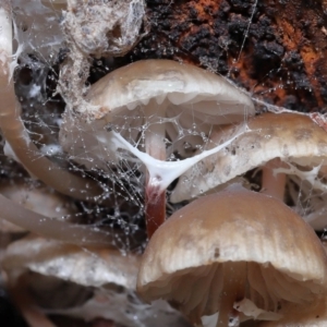 Mycena sp. at Paddys River, ACT - 13 Jul 2022