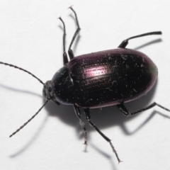 Chalcopteroides sp. (genus) at Evatt, ACT - 5 Jul 2022 03:52 PM