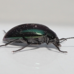 Chalcopteroides sp. (genus) at Evatt, ACT - 5 Jul 2022