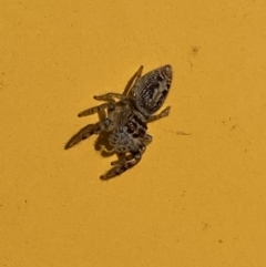 Opisthoncus grassator (Jumping spider) at Jerrabomberra, NSW - 18 Jul 2022 by SteveBorkowskis