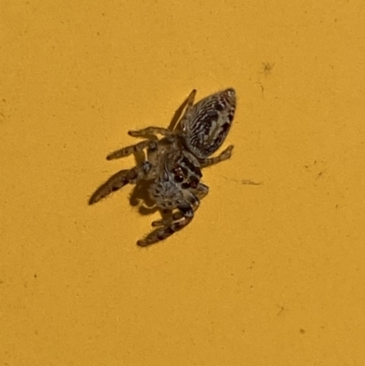Opisthoncus grassator (Jumping spider) at Jerrabomberra, NSW - 18 Jul 2022 by SteveBorkowskis
