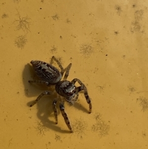 Opisthoncus grassator at Jerrabomberra, NSW - 18 Jul 2022