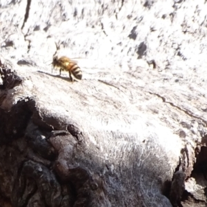 Apis mellifera at O'Malley, ACT - 20 Jul 2022 12:39 PM