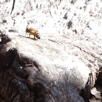 Apis mellifera (European honey bee) at O'Malley, ACT - 20 Jul 2022 by Mike