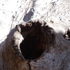 Apis mellifera at O'Malley, ACT - 20 Jul 2022