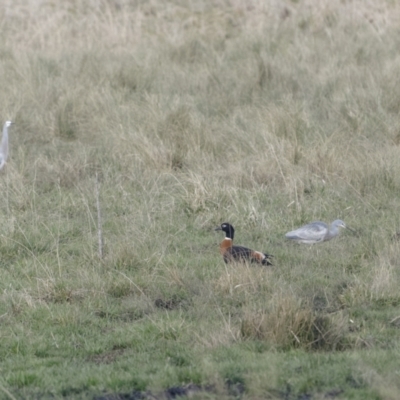 Tadorna tadornoides (Australian Shelduck) at Braidwood, NSW - 20 Jul 2022 by trevsci