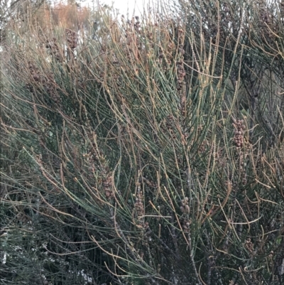 Allocasuarina distyla (Shrubby Sheoak) at Fingal Bay, NSW - 8 Jul 2022 by Tapirlord