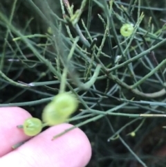 Leptomeria acida (Native Currant, Sour Currant Bush) at Fingal Bay, NSW - 8 Jul 2022 by Tapirlord