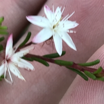 Calytrix tetragona (Common Fringe-myrtle) at Fingal Bay, NSW - 8 Jul 2022 by Tapirlord