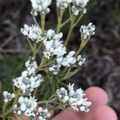 Conospermum taxifolium (Variable Smoke-bush) at Fingal Bay, NSW - 8 Jul 2022 by Tapirlord