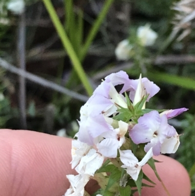 Woollsia pungens at Fingal Bay, NSW - 8 Jul 2022 by Tapirlord