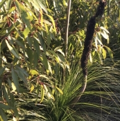 Xanthorrhoea sp. (Grass Tree) at Fingal Bay, NSW - 8 Jul 2022 by Tapirlord