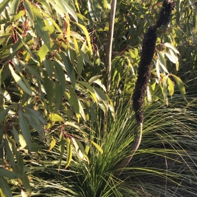 Xanthorrhoea (genus) (Grass Tree) at Fingal Bay, NSW - 8 Jul 2022 by Tapirlord