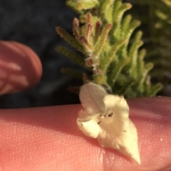 Chloanthes stoechadis at Fingal Bay, NSW - 8 Jul 2022 by Tapirlord