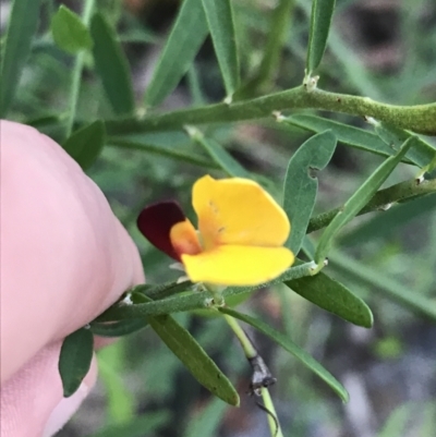 Bossiaea heterophylla (Variable Bossiaea) at Fingal Bay, NSW - 8 Jul 2022 by Tapirlord