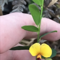 Bossiaea heterophylla (Variable Bossiaea) at Fingal Bay, NSW - 8 Jul 2022 by Tapirlord