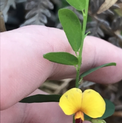 Bossiaea heterophylla (Variable Bossiaea) at Fingal Bay, NSW - 8 Jul 2022 by Tapirlord