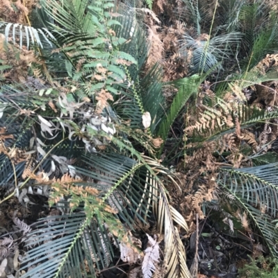 Macrozamia communis (Burrawang) at Fingal Bay, NSW - 8 Jul 2022 by Tapirlord