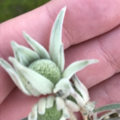 Actinotus helianthi (Flannel Flower) at Fingal Bay, NSW - 8 Jul 2022 by Tapirlord