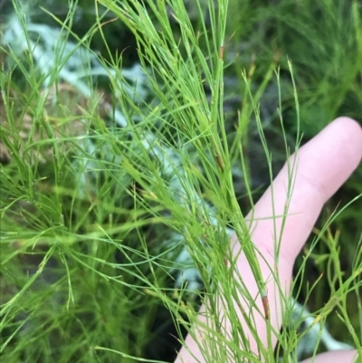 Baloskion tetraphyllum (Swamp Foxtails) at Fingal Bay, NSW - 8 Jul 2022 by Tapirlord