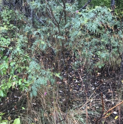 Unidentified Pea at Horseshoe Bay, QLD - 4 Jul 2022 by MattFox