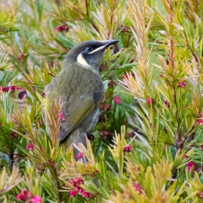 Meliphaga lewinii (Lewin's Honeyeater) at Penrose, NSW - 13 Jul 2022 by NigeHartley