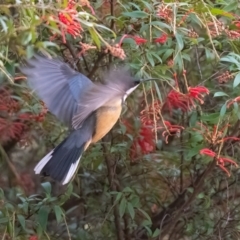 Acanthorhynchus tenuirostris (Eastern Spinebill) at Penrose, NSW - 13 Jul 2022 by NigeHartley