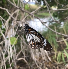 Danaus affinis (Marsh Tiger) at Rowes Bay, QLD - 1 Jul 2022 by MattFox