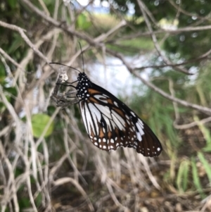 Danaus affinis at Rowes Bay, QLD - 2 Jul 2022 08:33 AM