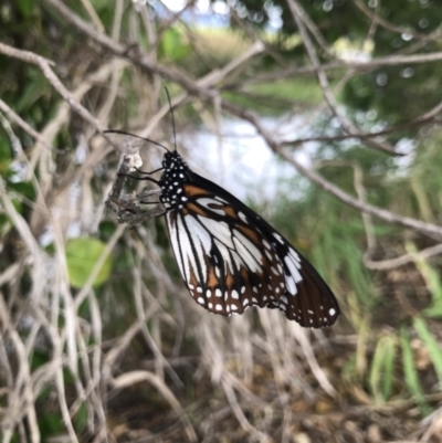 Danaus affinis (Marsh Tiger) at Rowes Bay, QLD - 1 Jul 2022 by MattFox