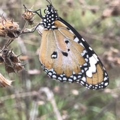 Danaus petilia (Lesser wanderer) at Town Common, QLD - 2 Jul 2022 by MattFox