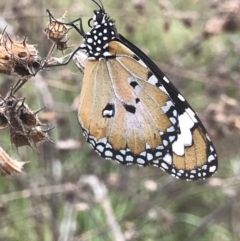 Danaus petilia (Lesser wanderer) at Town Common, QLD - 1 Jul 2022 by MattFox