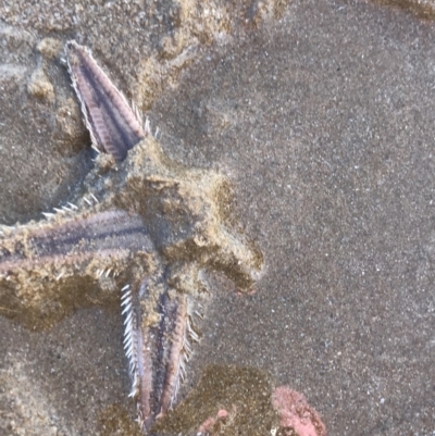 Astropecten sp. (genus) at Seventeen Seventy, QLD - 15 Jul 2022 by MattFox