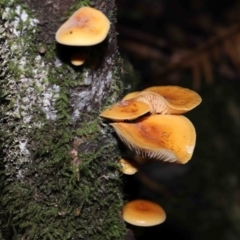 Flammulina velutipes at Paddys River, ACT - 13 Jul 2022