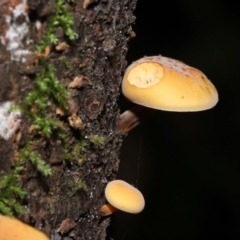 Flammulina velutipes at Paddys River, ACT - 13 Jul 2022