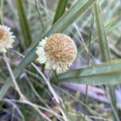 Coronidium sp. at Paddys River, ACT - 26 Jun 2022 by Ned_Johnston