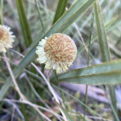 Coronidium sp. at Paddys River, ACT - 26 Jun 2022 by NedJohnston