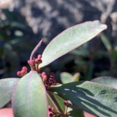 Philotheca myoporoides subsp. myoporoides (Long-leaf Waxflower) at Paddys River, ACT - 26 Jun 2022 by NedJohnston