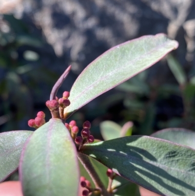 Philotheca myoporoides subsp. myoporoides (Long-leaf Waxflower) at Paddys River, ACT - 26 Jun 2022 by NedJohnston