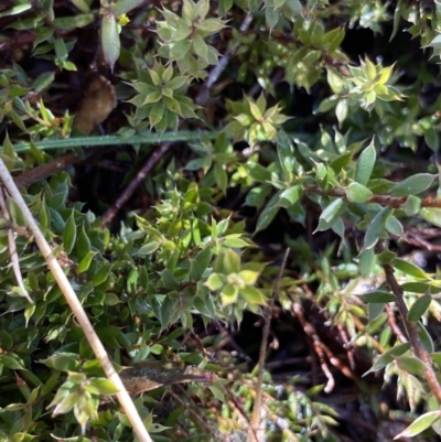 Leucopogon fraseri (Sharp Beard-heath) at Cotter River, ACT - 26 Jun 2022 by Ned_Johnston