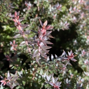 Acrotriche leucocarpa at Paddys River, ACT - 26 Jun 2022